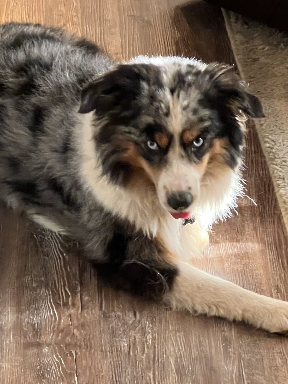 Cooper, a blue merle Australian Shepherd