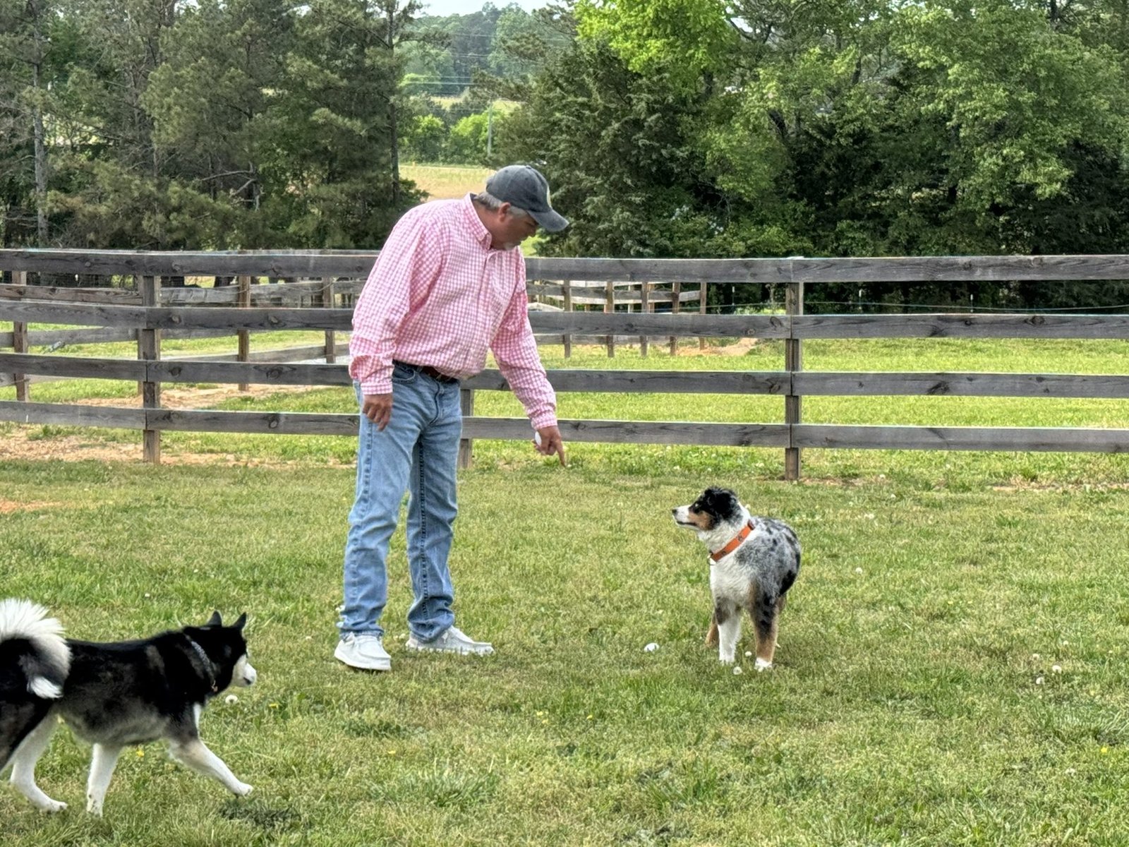 Cooper the Australian Shepherd playing at the park